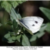 pieris napi1female1